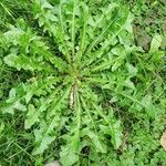 Crepis vesicariaFoglia