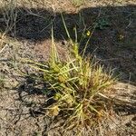 Carex bohemica Feuille