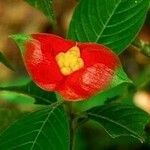 Psychotria poeppigiana Flower