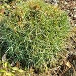 Dianthus integer Habitatea