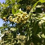 Sapindus saponaria Fruit