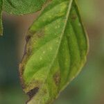 Ocimum campechianum Leaf