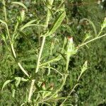 Dittrichia graveolens 整株植物
