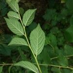 Prunus tomentosa Leaf