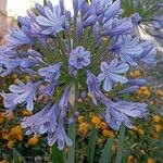 Agapanthus africanusFlower