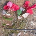 Mussaenda erythrophylla Характер