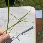 Cyperus brevifolius Frukto