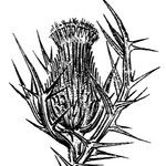 Cirsium echinatum Arall