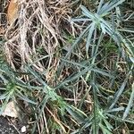 Dianthus gratianopolitanus Leaf