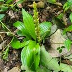 Liparis nervosa Fruit