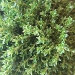 Hebe cupressoides 葉
