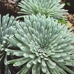 Saxifraga longifolia Leaf