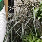 Plerandra elegantissima Buveinė