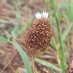 Trifolium vesiculosum Flower