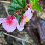 Begonia fischeri Кветка