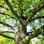Quercus robur Ekosanga