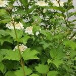 Viburnum sargentii Habit