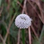 Eriocaulon sexangulare Blomst