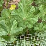 Malva parviflora Feuille