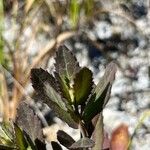 Pluchea rosea Leaf