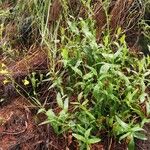 Goodenia ovata Habit