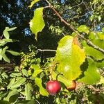 Prunus ilicifolia ഇല