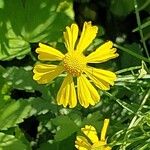 Helenium amarum