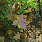 Colchicum alpinumЦветок