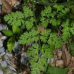 Chaerophyllum procumbens Blatt