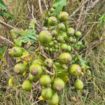 Mussaenda arcuata Fruit