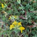 Lotus parviflorus 花