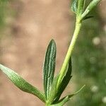 Ranunculus montanus Fulla