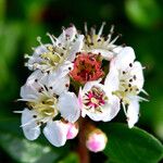 Cotoneaster dammeri Blüte