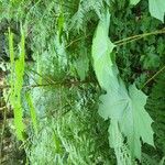 Oplopanax horridus Hábito