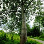 Populus × canescens Buveinė