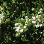 Cochlearia danica Frukto