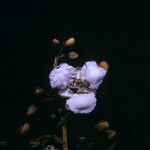Dicorynia guianensis Flor