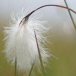 Eriophorum angustifolium 花