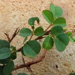 Chamaecrista rotundifolia 葉