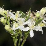 Clematis ligusticifolia Fleur