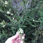 Escallonia virgata Flower