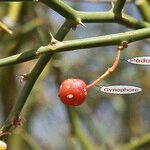 Capparis decidua Fruit