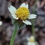 Tridax procumbens Flor