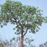 Ficus platyphylla Habit