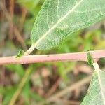 Salix × reichardtii Corteccia