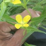 Ludwigia decurrens Leaf