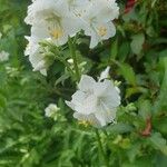 Polemonium caeruleumFlors