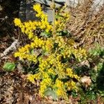 Solidago rugosa 花