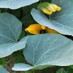 Cucurbita foetidissima Blad