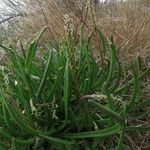 Plantago crassifolia Hoja